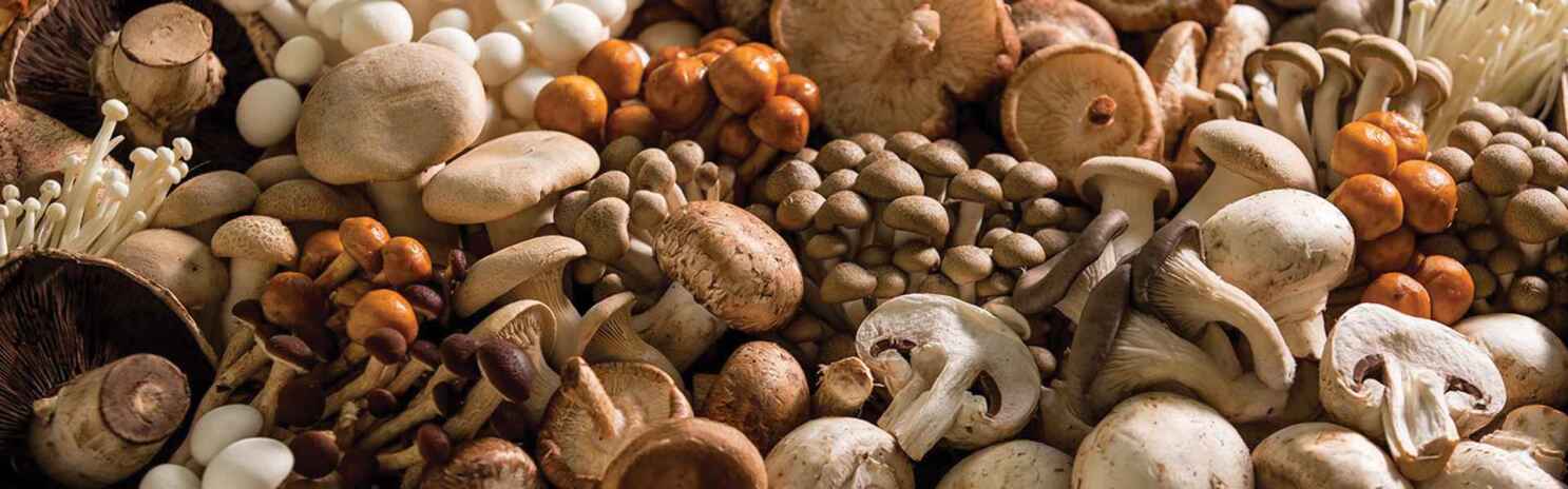 Fungi