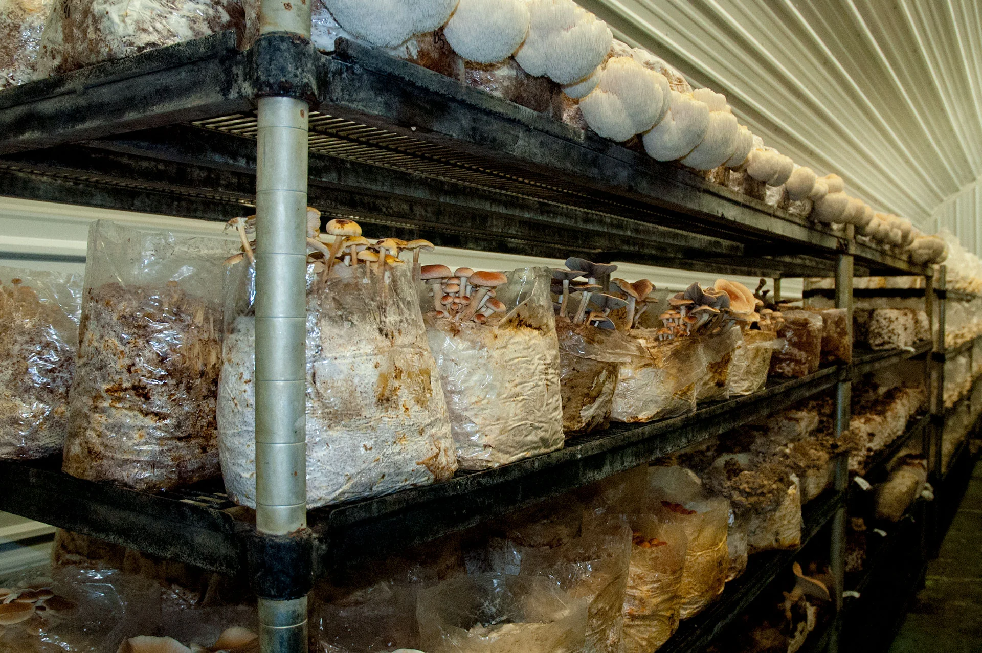 Mushroom cultivation