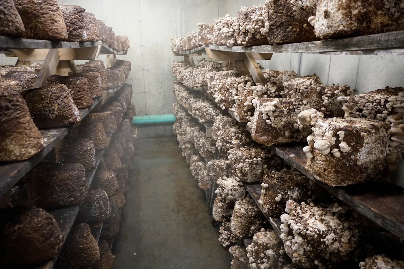 Shiitake cultivation